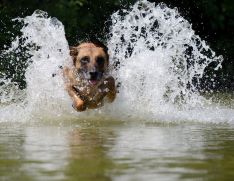 dog in a lake